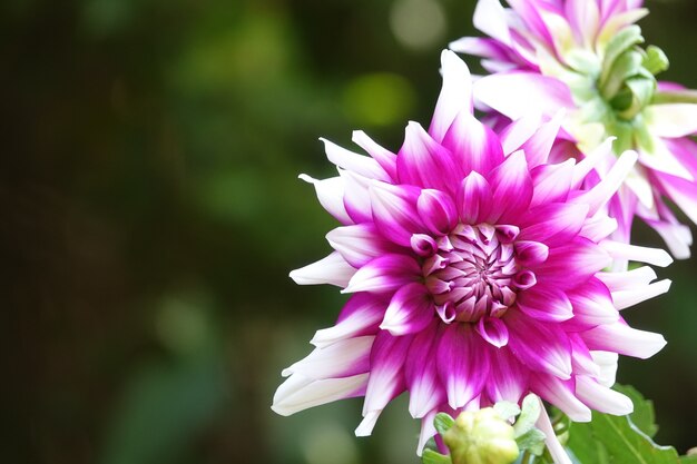 Fioletowy kwiat z białymi końcówkami
