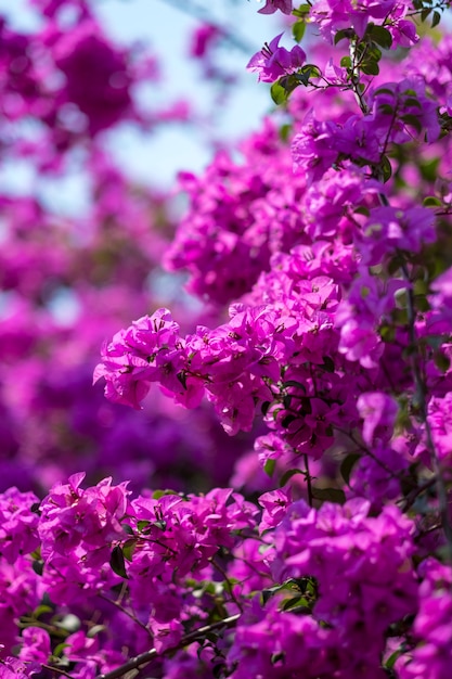 fioletowy kwiat