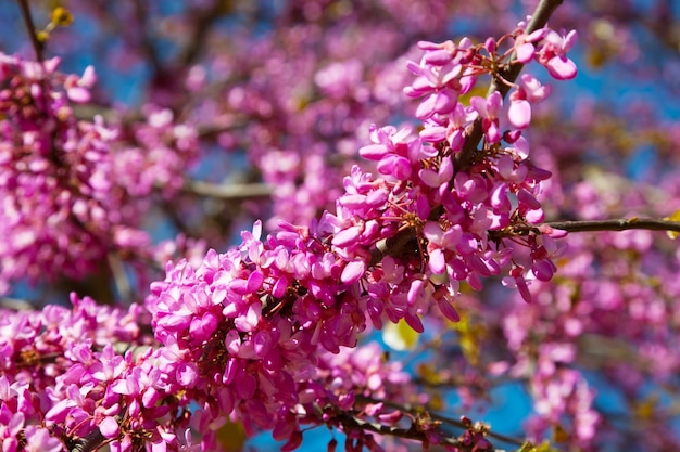 Fioletowy rozkwit roślin Cercis siliquastrum