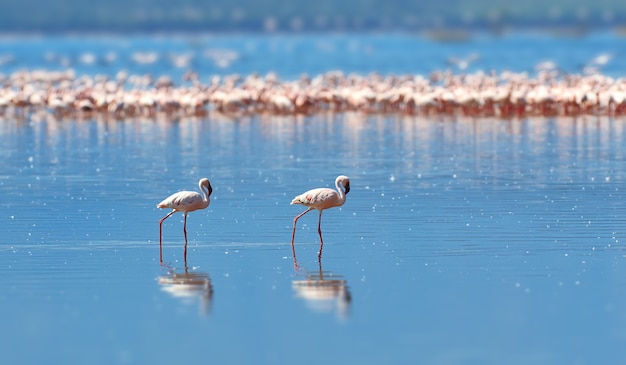 Flamingi na jeziorze na sawannie