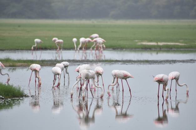 Bezpłatne zdjęcie flamingi natury tło