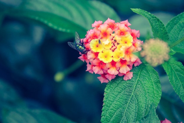 Bezpłatne zdjęcie flora nektar makro zielony park