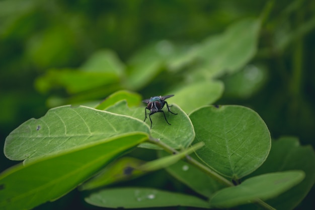 Fly siedzi na liściu