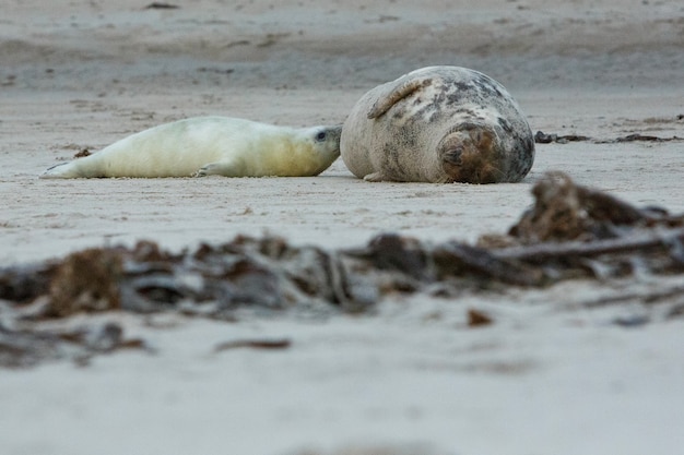 Foka na plaży na wydmowej wyspie w pobliżu helgolandu