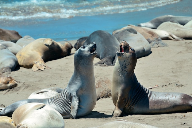 Bezpłatne zdjęcie foka odpoczynek na plaży w big sur w kalifornii.