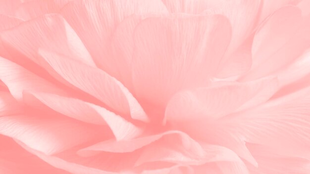 Fotografia makro z różowym kwiatem jaskier