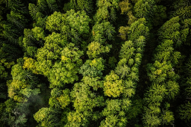 Bezpłatne zdjęcie fotografia przyrodnicza z powietrza