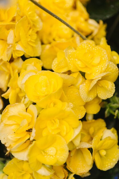 Fotografia z bliska żółtych kwiatów klastra
