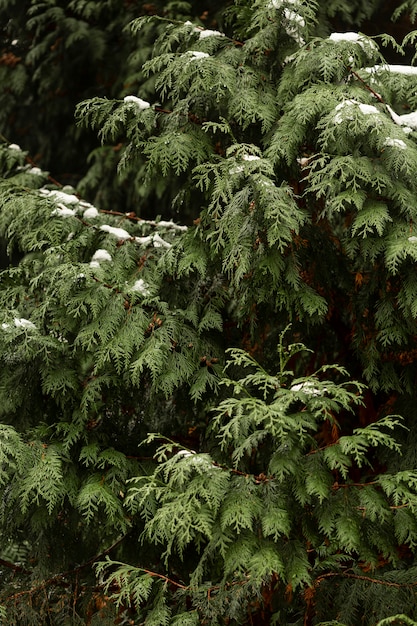 Frontowy widok zielona roślina z śniegiem