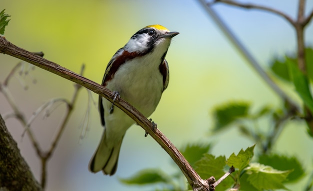 Bezpłatne zdjęcie gajówka kasztanowata (setophaga pensylvanica)