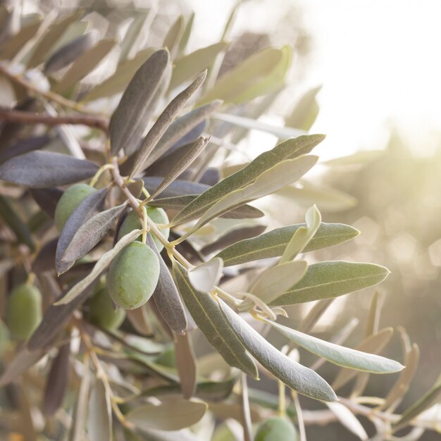 Gałąź drzewa oliwnego