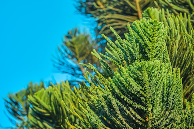 Bezpłatne zdjęcie gałęzie liści sosny norfolk araukariakuki zbliżenie na niewyraźnym tle błękitnego nieba pomysł na pocztówkę lub artykuł o różnorodności roślin