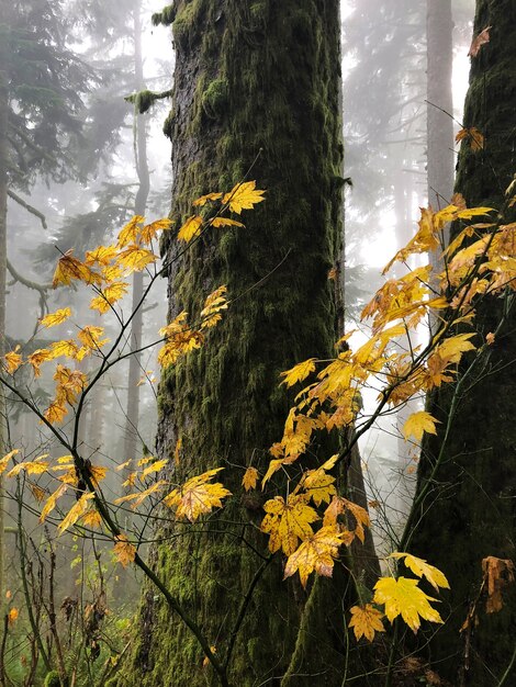 Gałęzie o suchych żółtych liściach otoczonych drzewami w stanie Oregon, USA