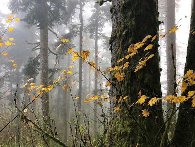 Gałęzie o żółtych liściach otoczone drzewami w Oregonie, USA