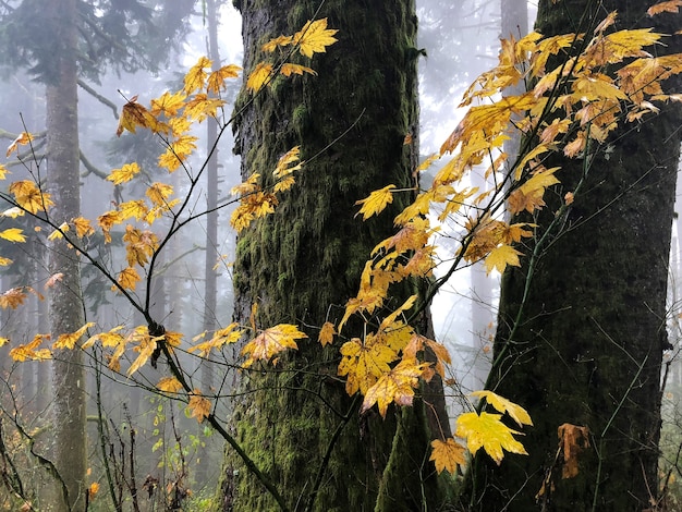 Gałęzie o żółtych liściach otoczone drzewami w Oregonie, USA
