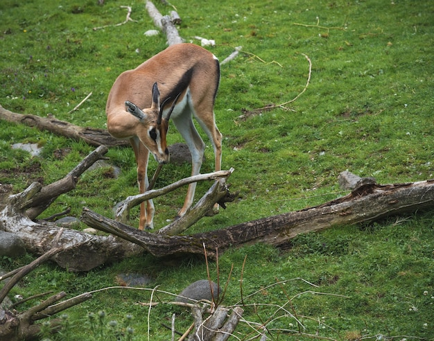 Bezpłatne zdjęcie gazela dziecka w naturze