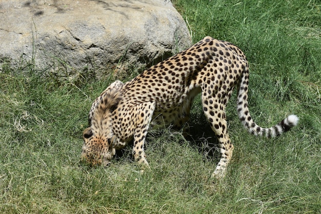Gepard z głową pochowaną w wysokiej zielonej trawie