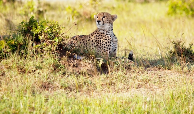 Bezpłatne zdjęcie gepard