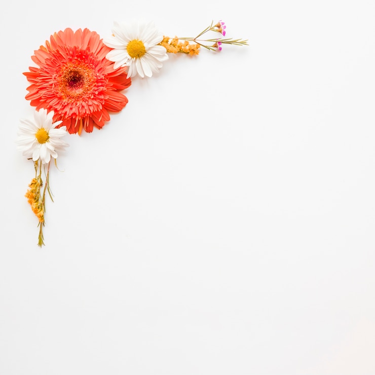 Bezpłatny plik Zdjęcie gerbera i kompozycja rumianku