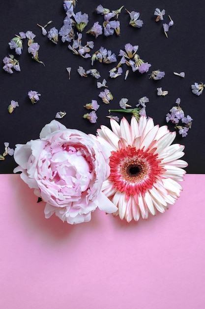 Gerbera i peonia kwiat na różowym i czarnym tle