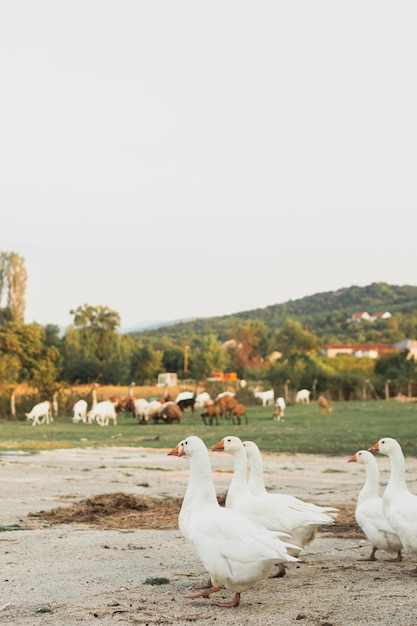 Gęsi Nobla chodzące parami