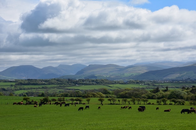 Gęste chmury nad krajobrazem pól uprawnych z pasącymi się krowami