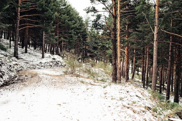 Gęsty las z wysokimi drzewami zimą