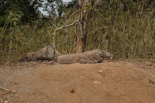 Gigantyczny jaszczurczy smok z komodo na wyspie komodo