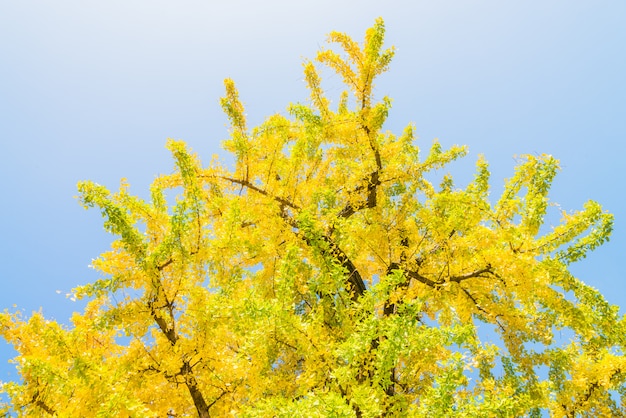 Bezpłatne zdjęcie ginkgo drzewo w japan