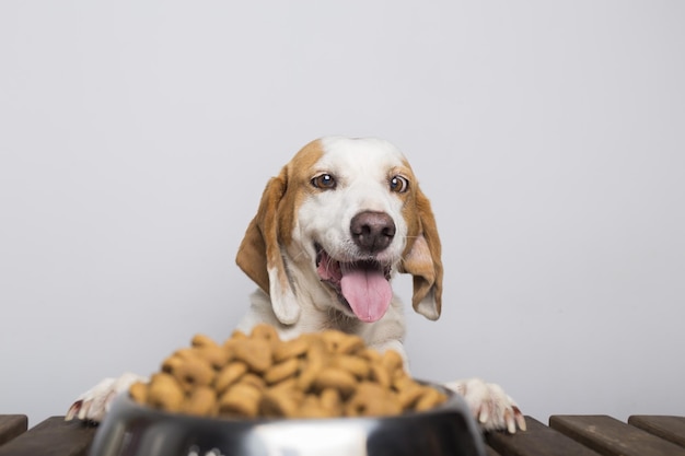Głodny biało-brązowy pies z dużymi uszami i brązowymi oczami gotowy do zjedzenia miski pełnej jedzenia