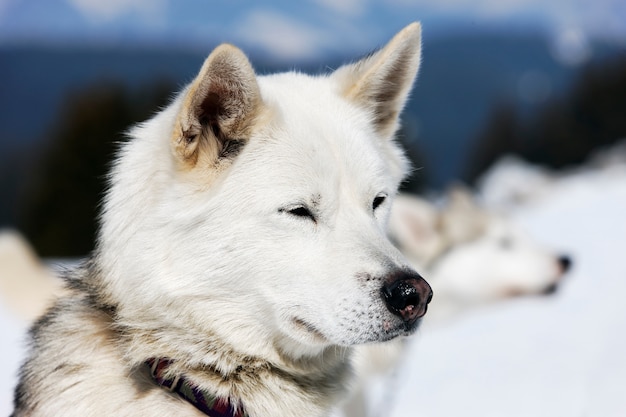 Głowa psa husky o niebieskich oczach