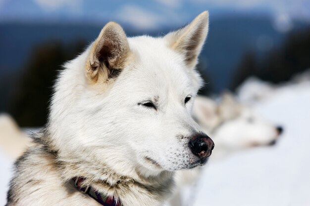 Głowa psa husky o niebieskich oczach