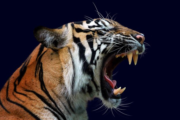 głowa tygrysa sumatera zbliżenie z ciemnoniebieską ścianą