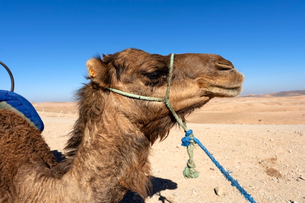 Bezpłatne zdjęcie głowa wielbłądów na pustyni