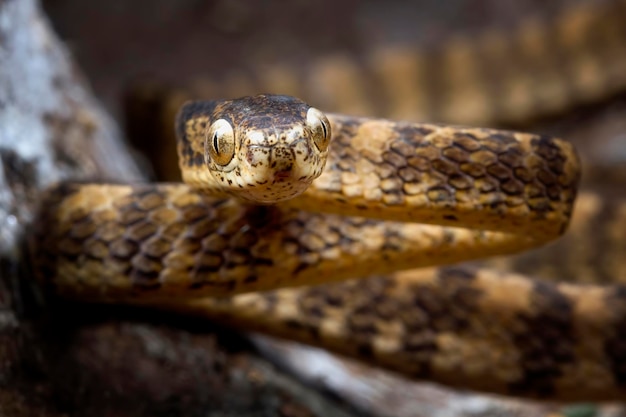 Głowa z bliska Keeled Slug Snake Pareas carinatus kamuflaż na drewnie