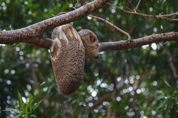 Bezpłatne zdjęcie gniazdo pszczół na drzewie w pantanal