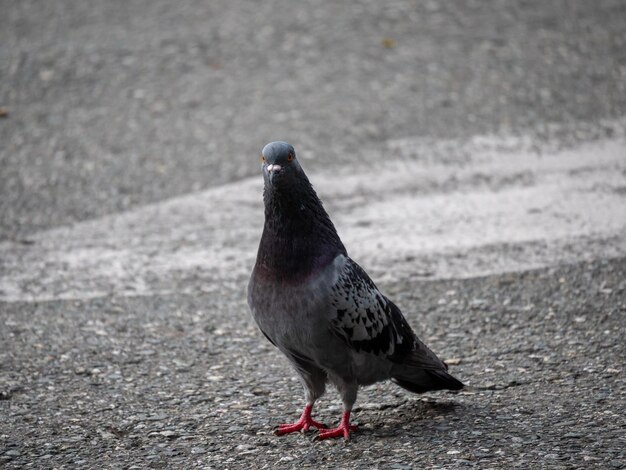 Gołąb, Gatunek Ptaków z rodziny Columbidae