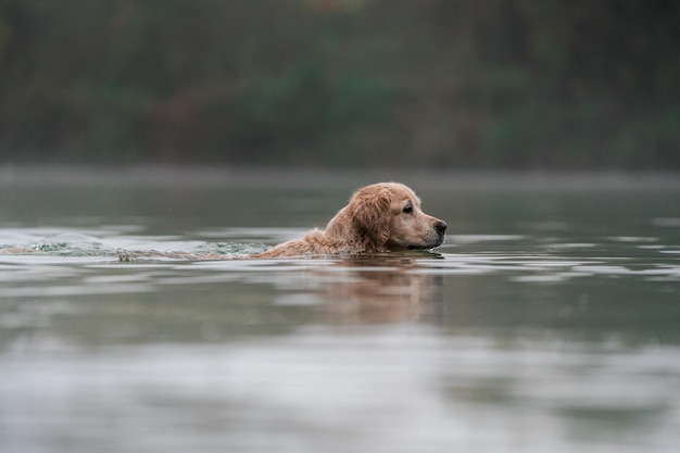 Golden Retriever kąpie się w jeziorze przy mglistej pogodzie