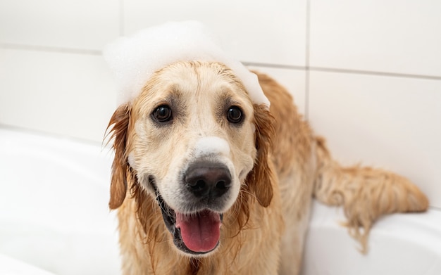 Golden retriever pies z pianką mydlaną na głowie podczas mycia w łazience