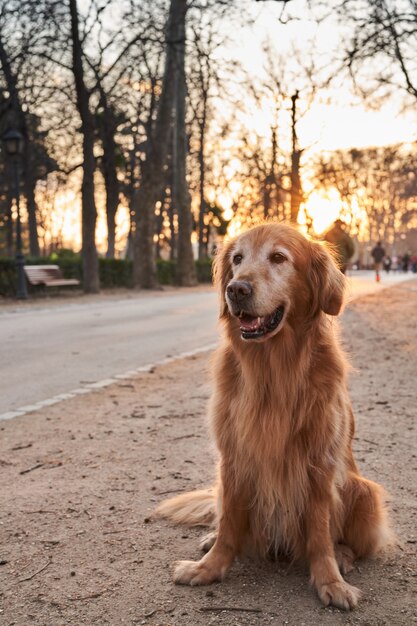 Golden retriever siedzi na piasku w parku z popołudniowym słońcem