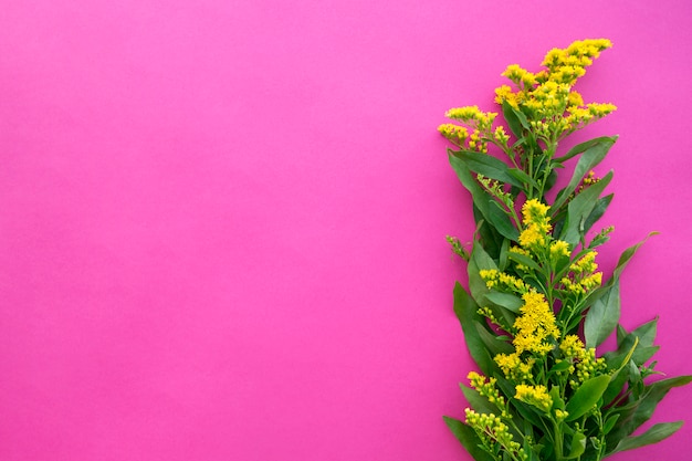 Bezpłatne zdjęcie goldenrods kwitnie nad różowym tłem