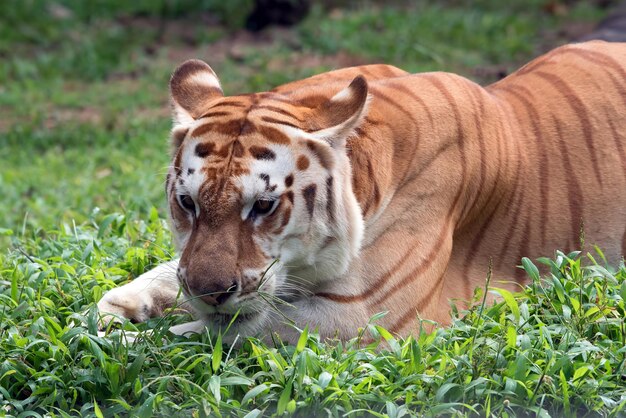 Golder tiger closeup head Złoty pręgowany tygrys zbliżenie twarz Złoty pręgowany tygrys zbliżenie