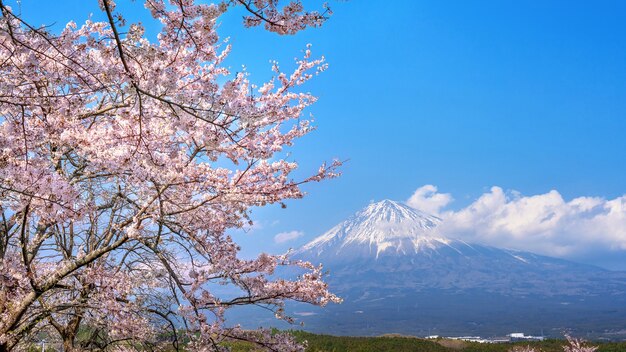 Góra Fuji i kwiat wiśni wiosną, Fujinomiya w Japonii.