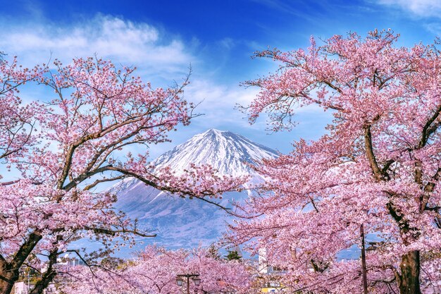 Góra Fuji i kwitnące wiśnie wiosną, Japonia.