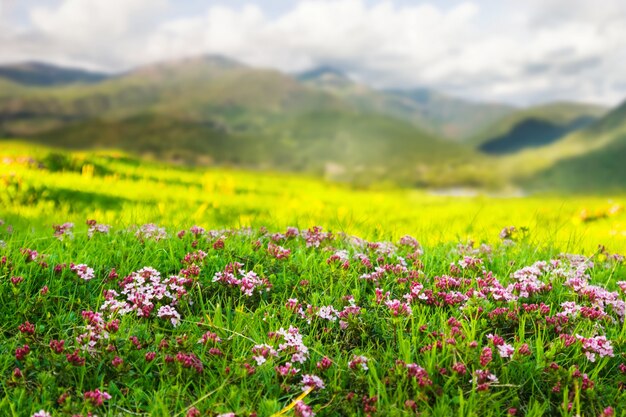 górska łąka w Pirenejach