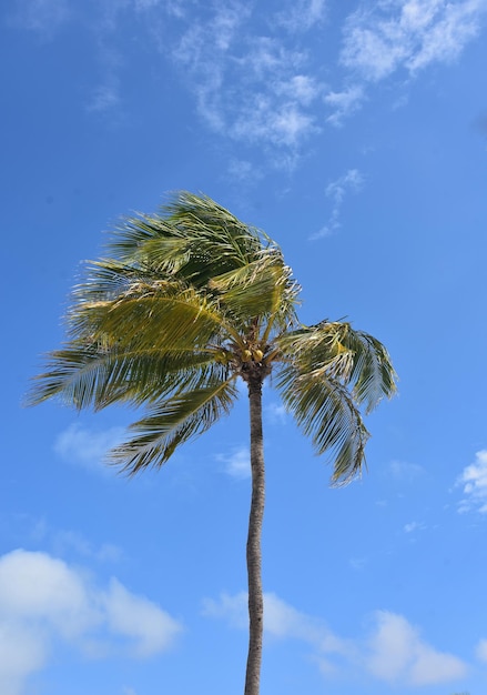 Górująca palma kokosowa na tle nieba