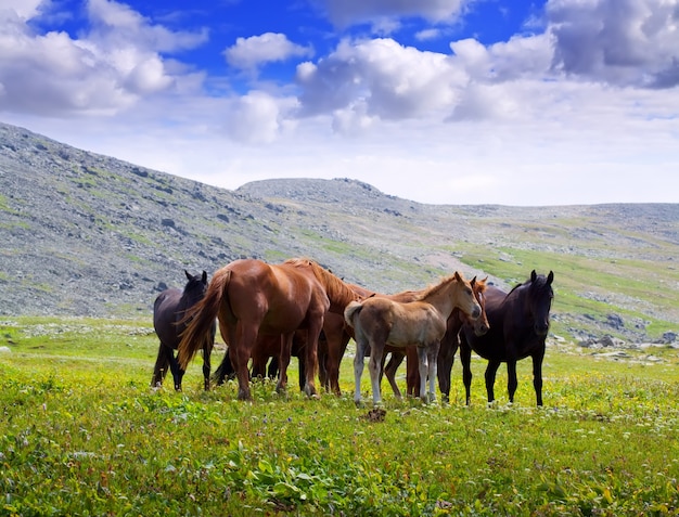 Góry krajobraz z stado koni