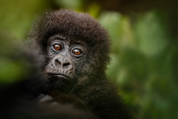 Bezpłatne zdjęcie goryle górskie gorilla beringei beringei