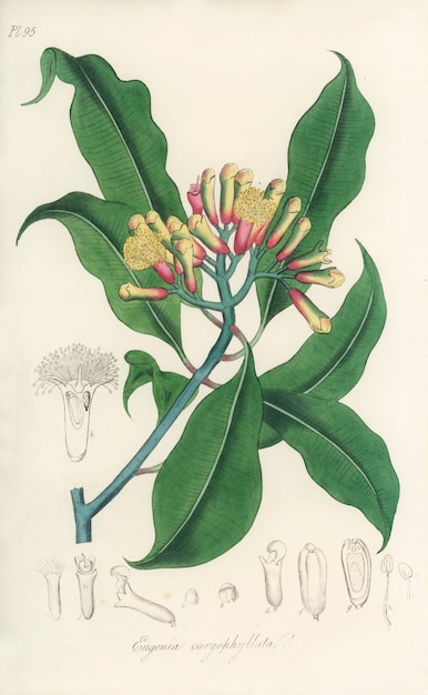 Bezpłatne zdjęcie goździki (eugenia caryophyllata) ilustracja z botaniki medycznej (1836)