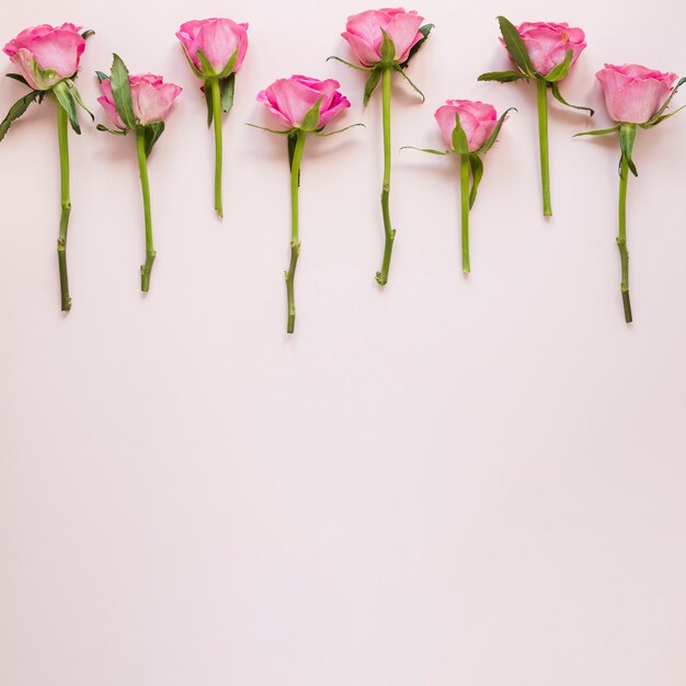 Gradientowe różowe róże układ z miejsca kopiowania